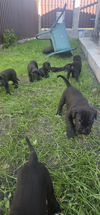 Vand pui Cane Corso
