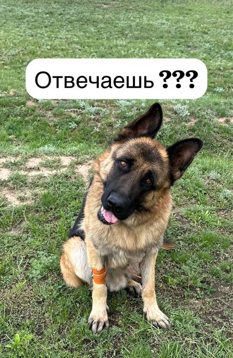 Шенки немецких овчарок,