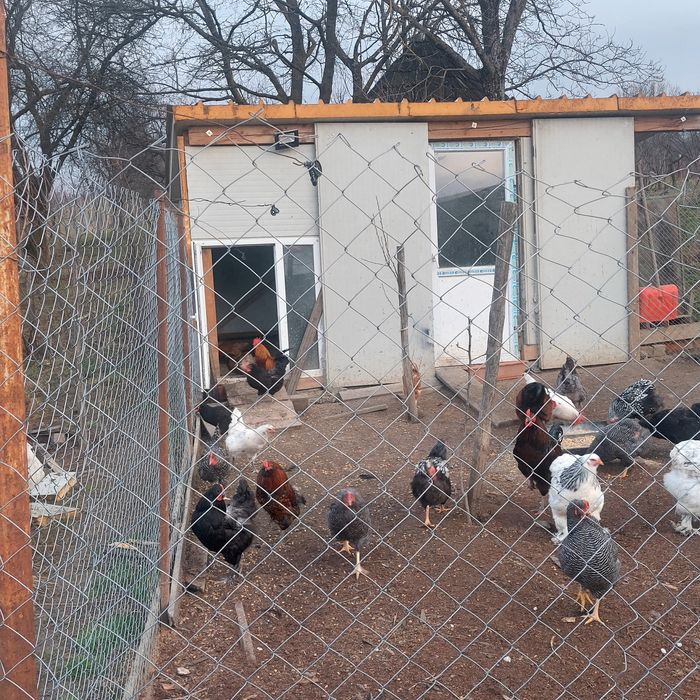 Vand oua pentru incubat sau pentru consum