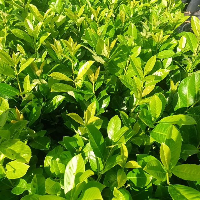 Producator gard viu mereu verde ,Leyland,Laur,Photinia