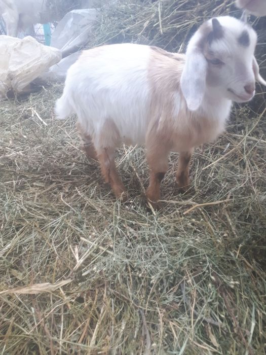 Козлята  Анло нубийские.