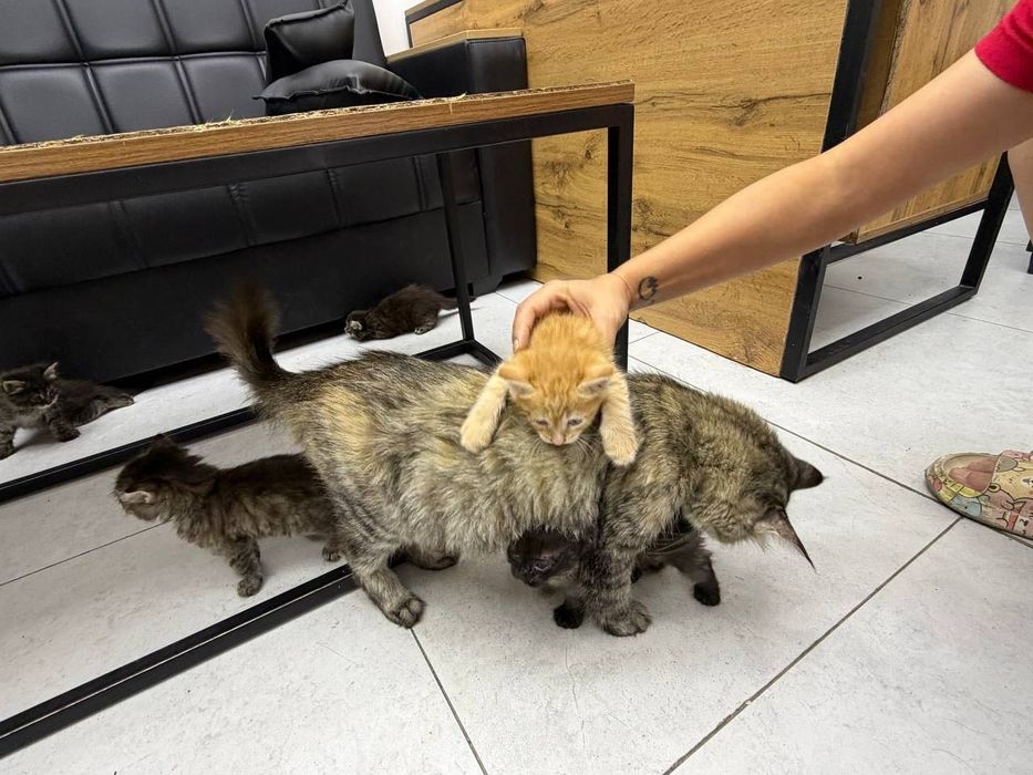 Отдам даром котят 1 месяц