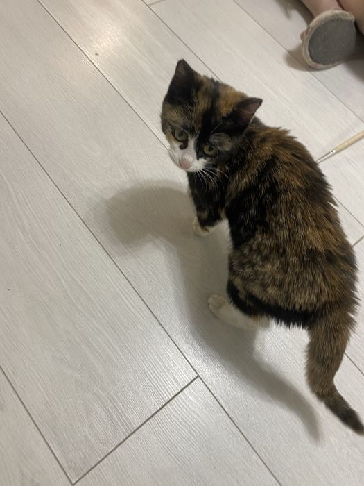 Котята, кошка, домашнее животное
