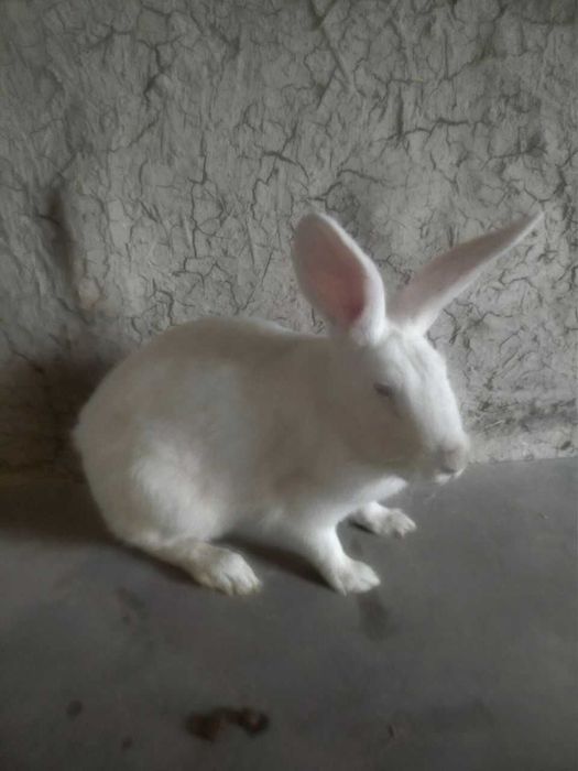 Toza Qon Velikanlar Quyonlar Sotiladi