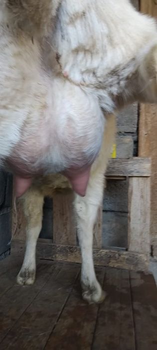 занен ешкі сатылады