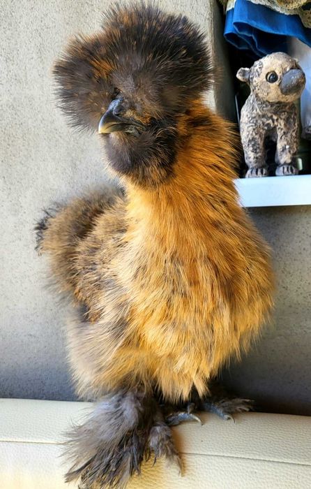 Oua mătase japoneză