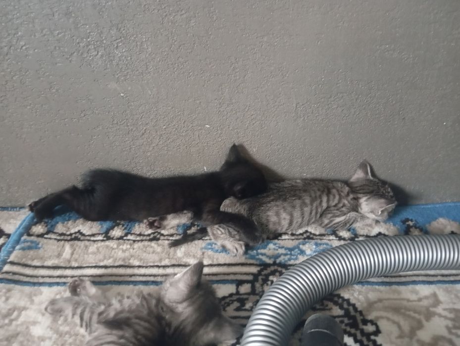 Котята. Отдам в добрые руки