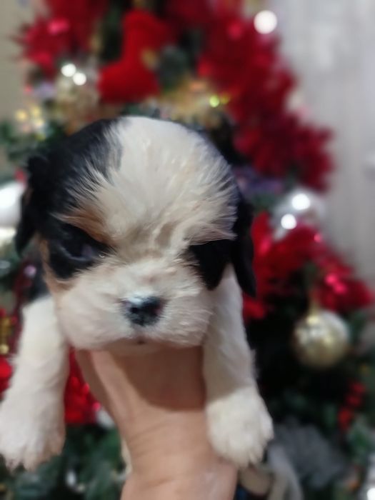 Кавалеры щеночки