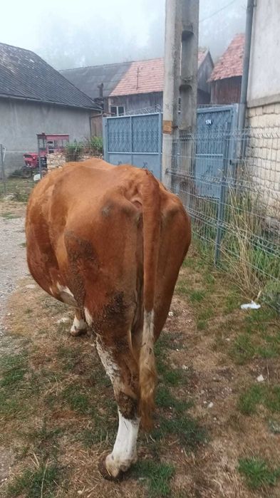 Baltata romaneasca
