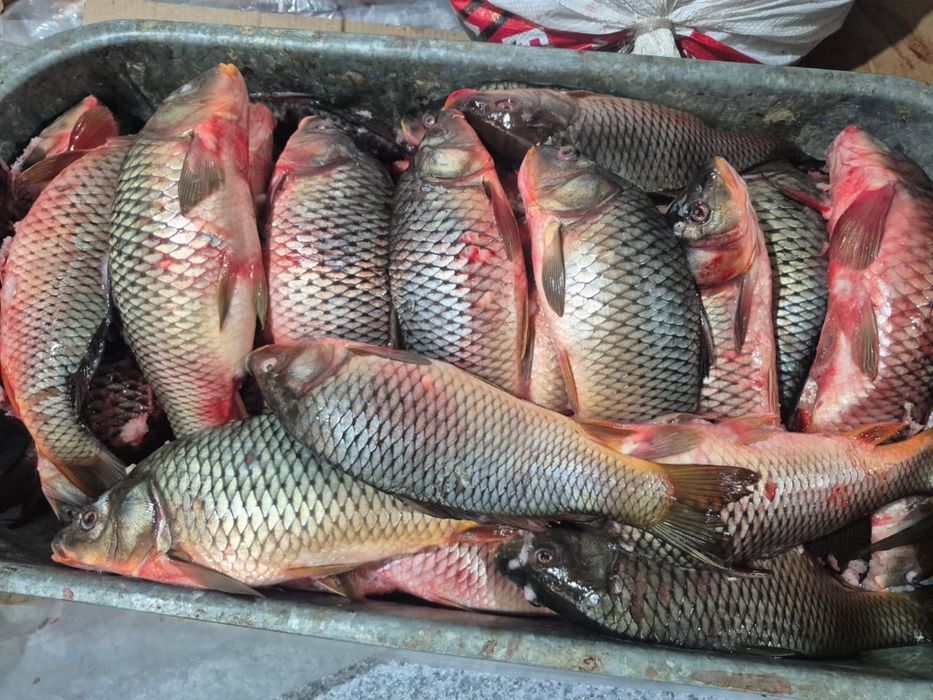 продам свежую рыбу