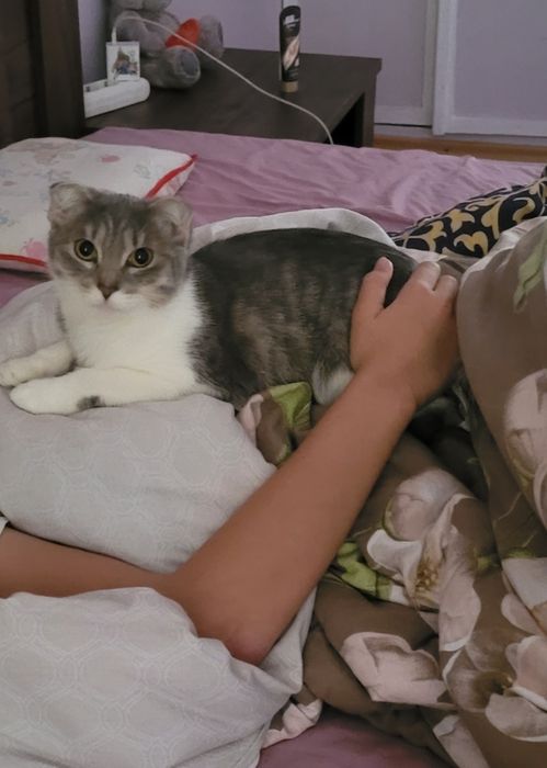 Отдам в хорошие руки котика