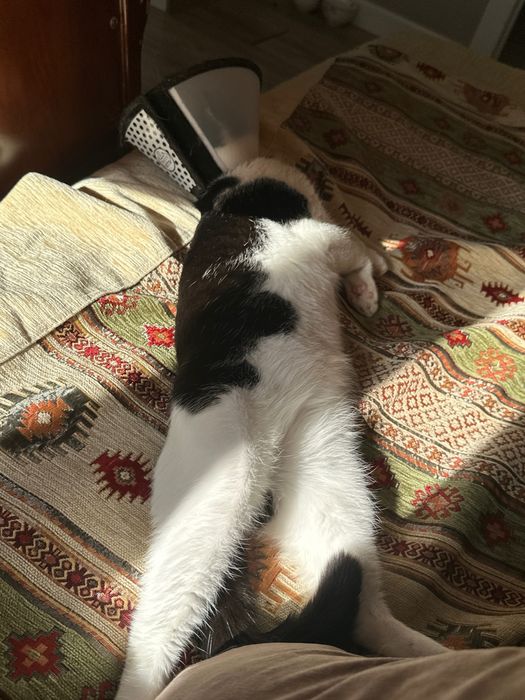 Отдам кота кастрированного
