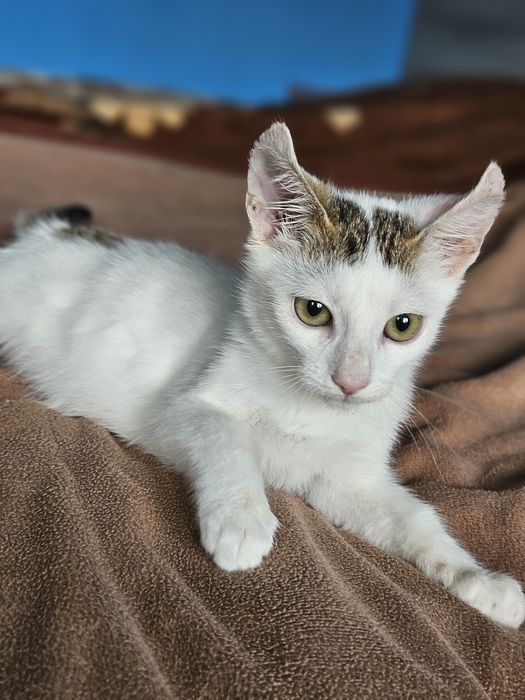 Kali, Simba si Vampi vor acasa