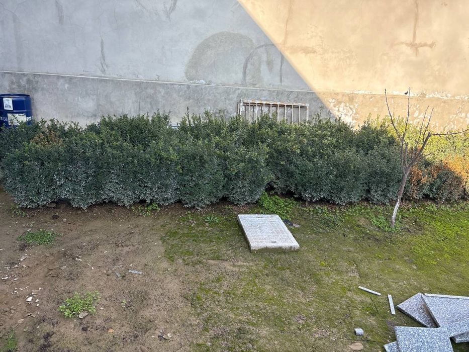 5 yillik shamshod kòchatlari