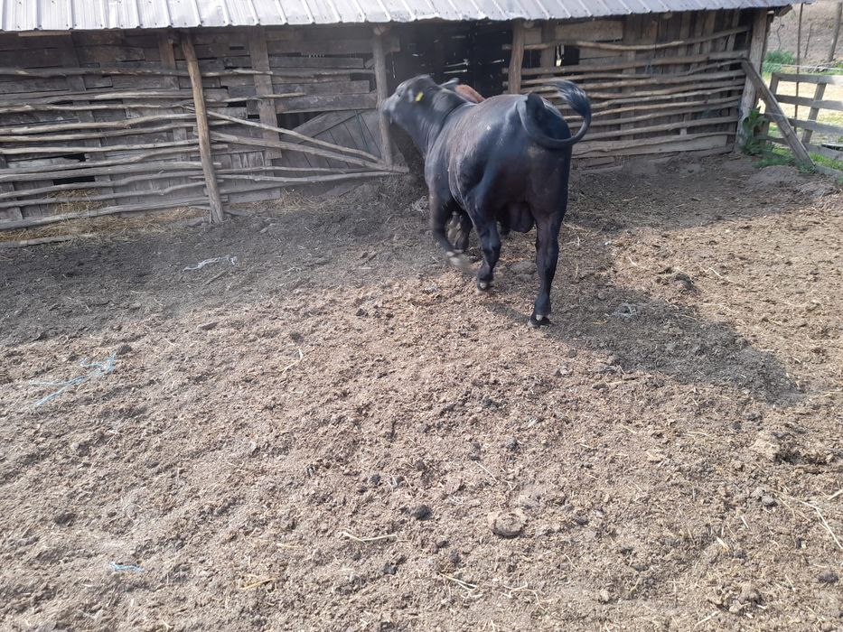 Taurasi angus 12 luni