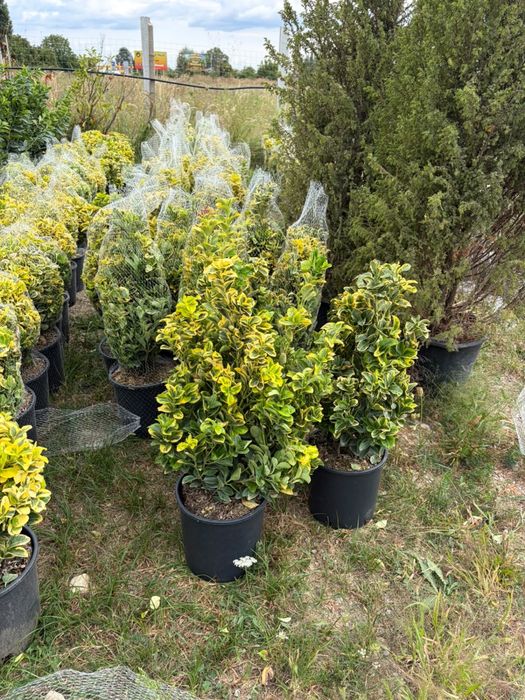 Leylandii la ghiveci