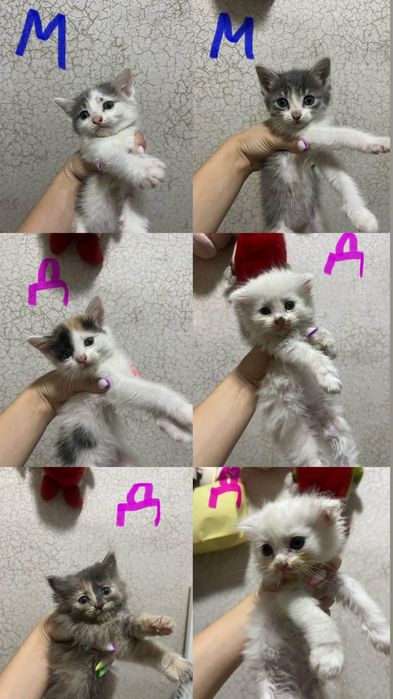 Котят в добрые руки