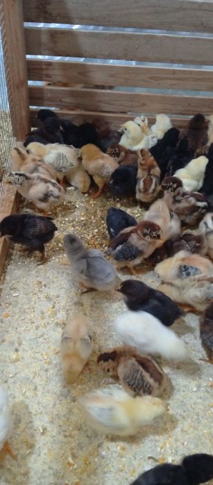 Хонаки товук жужалари сотувда