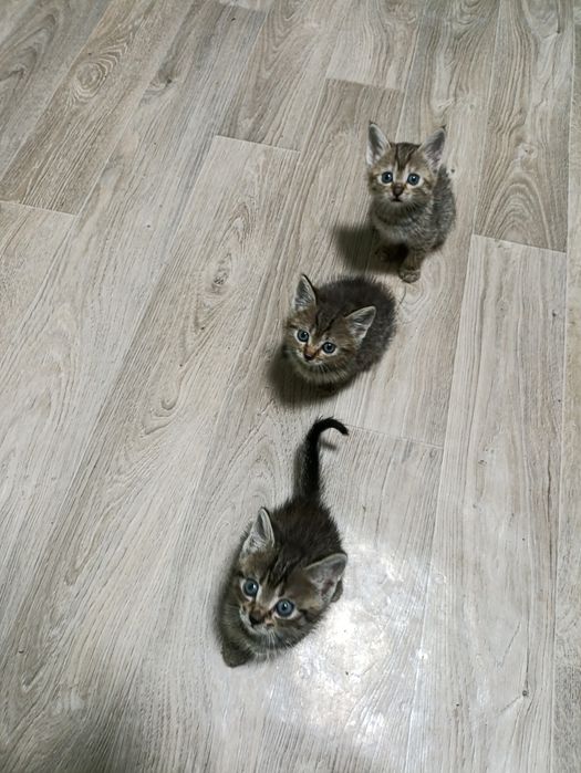 Отдам котят в хорошие руки