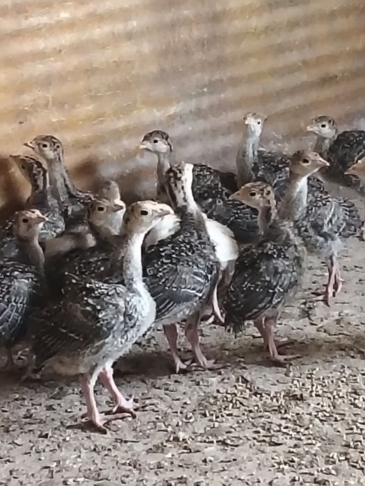 Индюк бронза 708