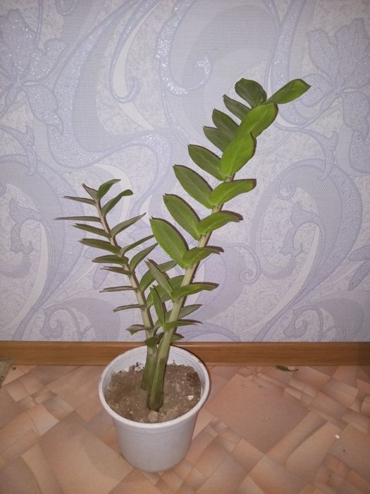 денежное дерево  Замиокулькос