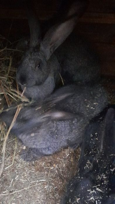 Продавам женски и  мъжки эайци на 5 месеца