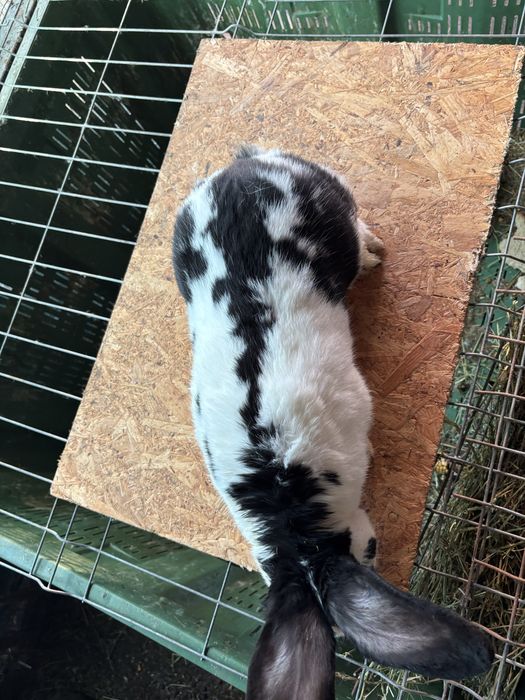 vand mascul fluture german