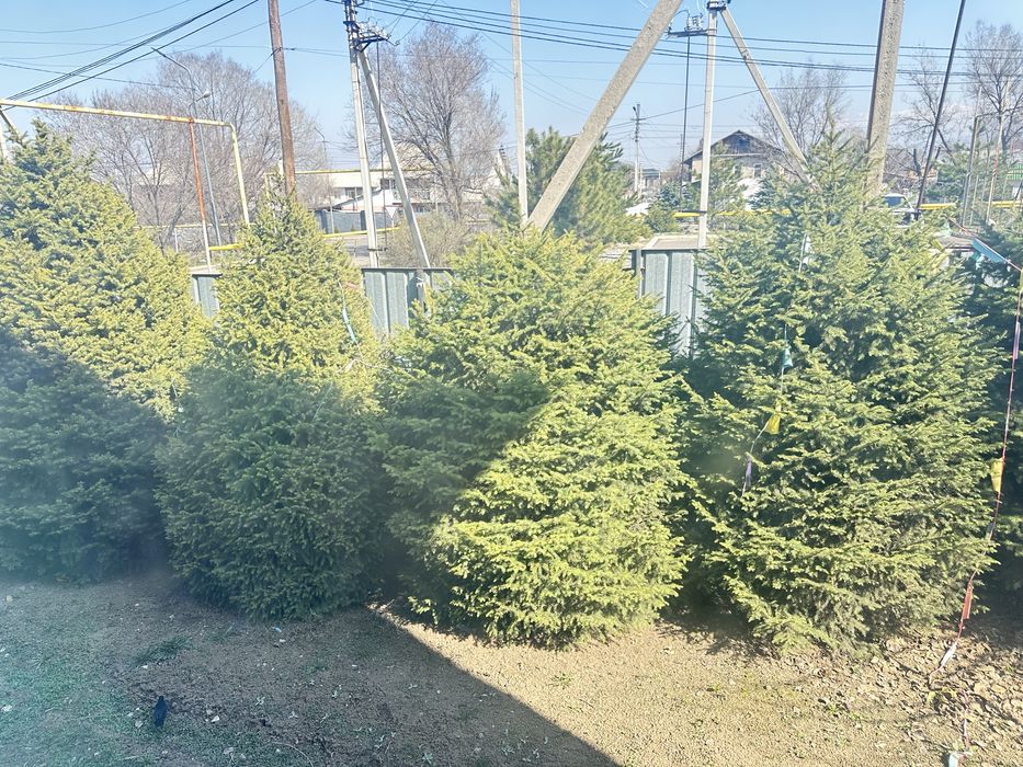 Продам елку не мальенкие