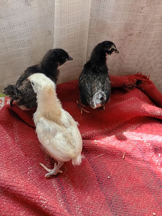 Vind 20 pui australop de 2 saptamina