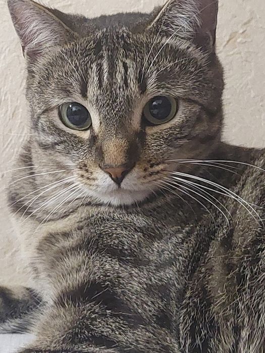 Отдаём кота в добрые руки