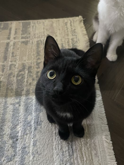Котенок 6 месячный