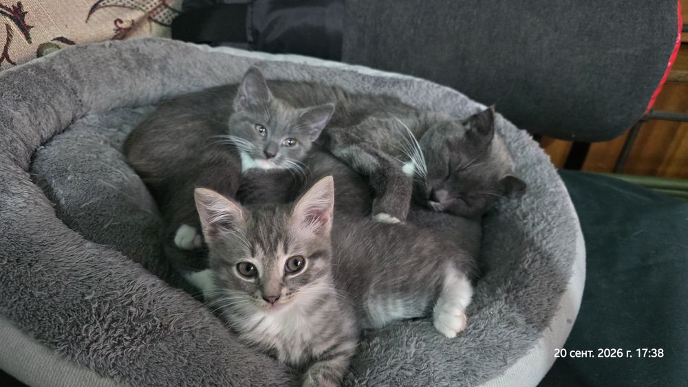 Отдам котят девочки