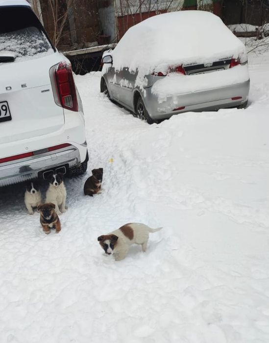 Щенки в добрые руки, бесплатно
