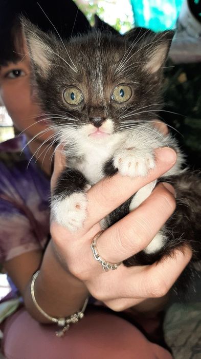 Котята домашние в добрые руки