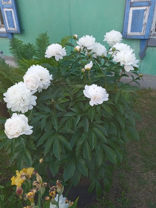 Пионы - На срез. Продам.