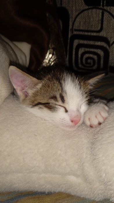 Котенок ищет дом