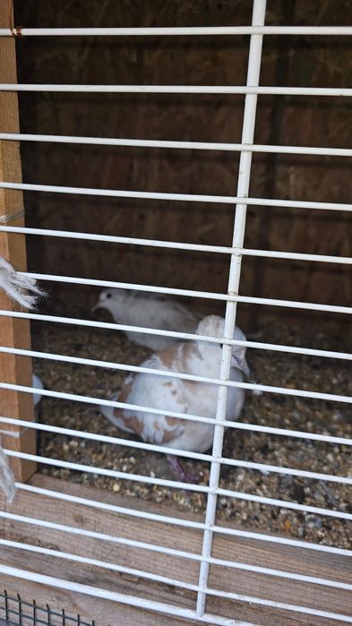 Pereche turturele razatoare talie mica