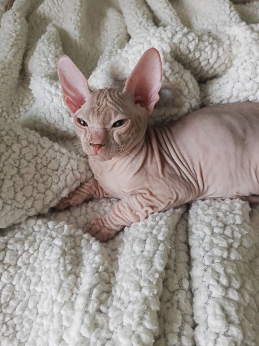Продаются котята сфинкс