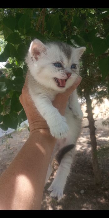 Продаётся котёнок