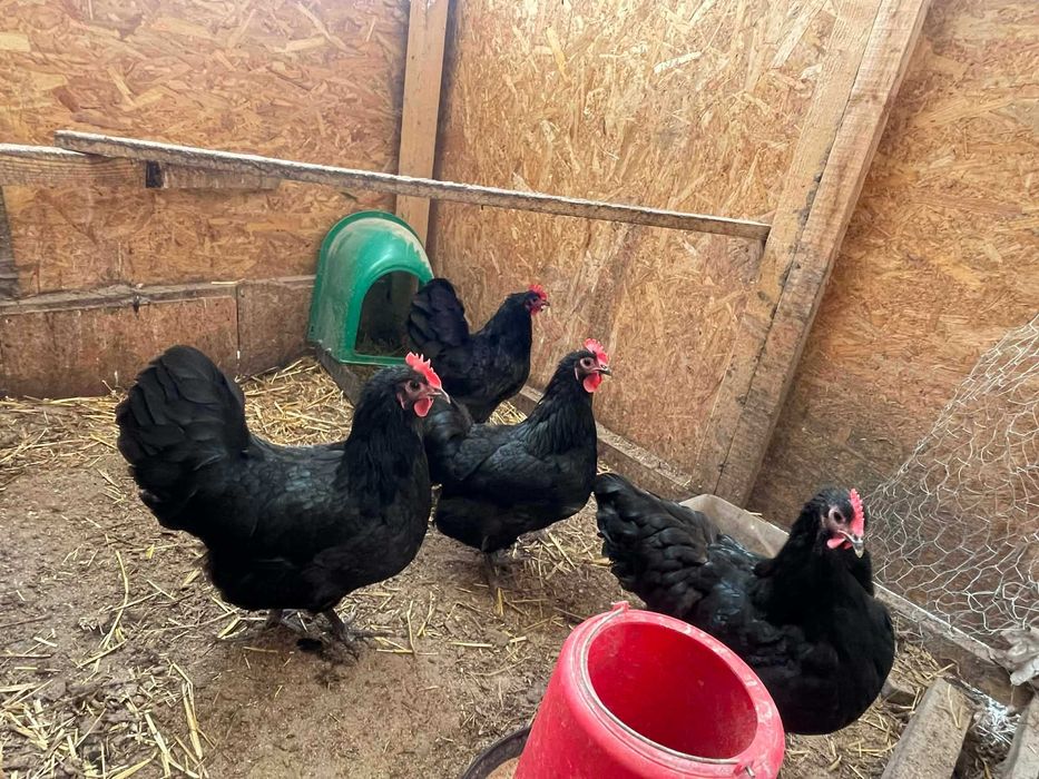 Gaini Australorp 2025