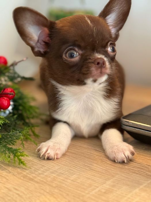 Кученца чихуахуа