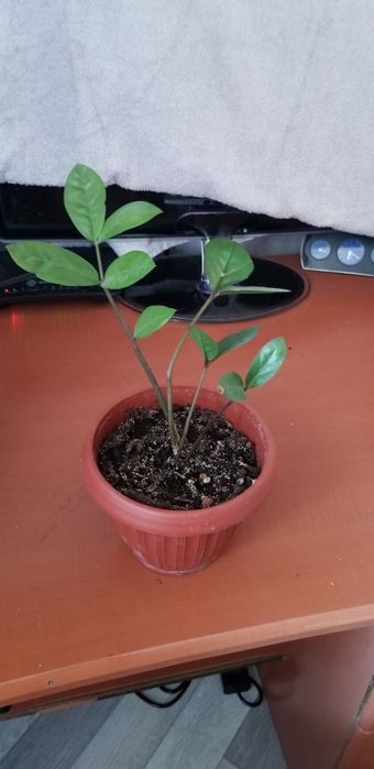 Продам  комнатные растения