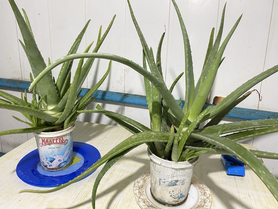 Алоэ вера с отростками.4,5 года