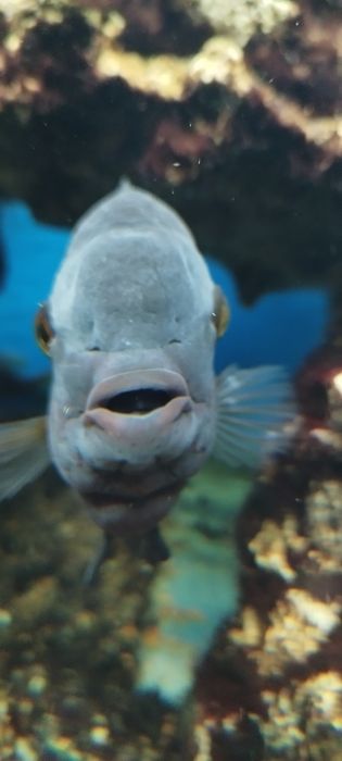 Винная цихлазома бражник