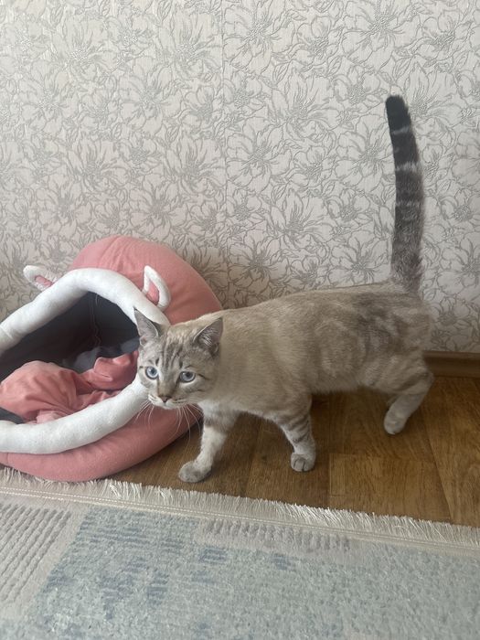 Отдам кота в хорошие руки