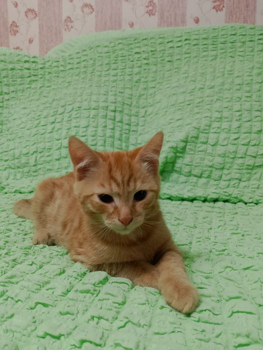 отдам котят В ХОРОШИЕ РУКИ