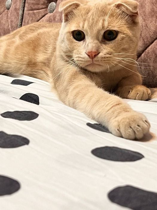 Породистые котенки, подробнее в описании