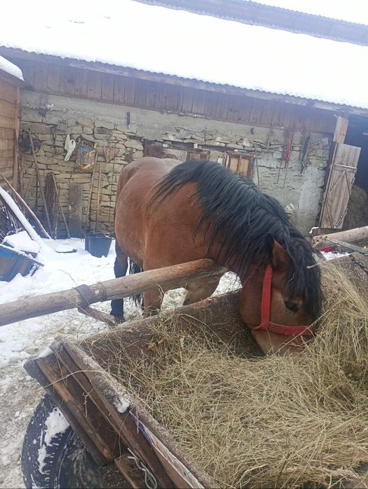 De vânzare mânză de 3 ani și cal de patru ani