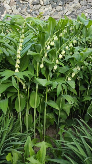 Садовые Цветы ,растения