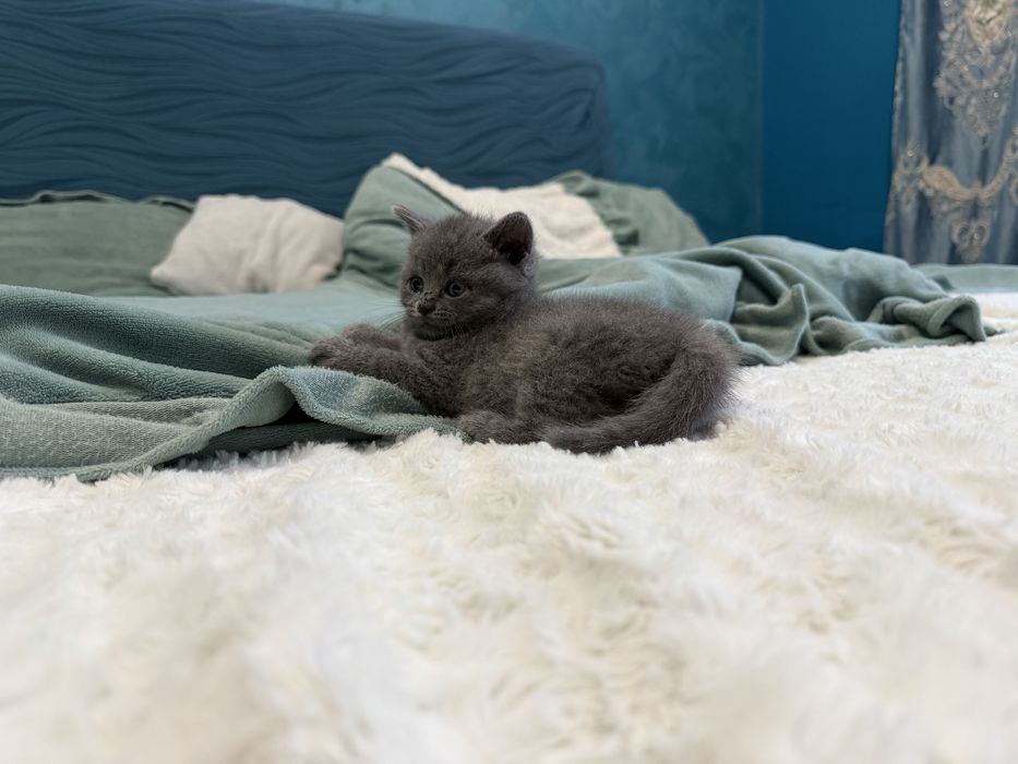 Pui British Shorthair Blue & Lilac